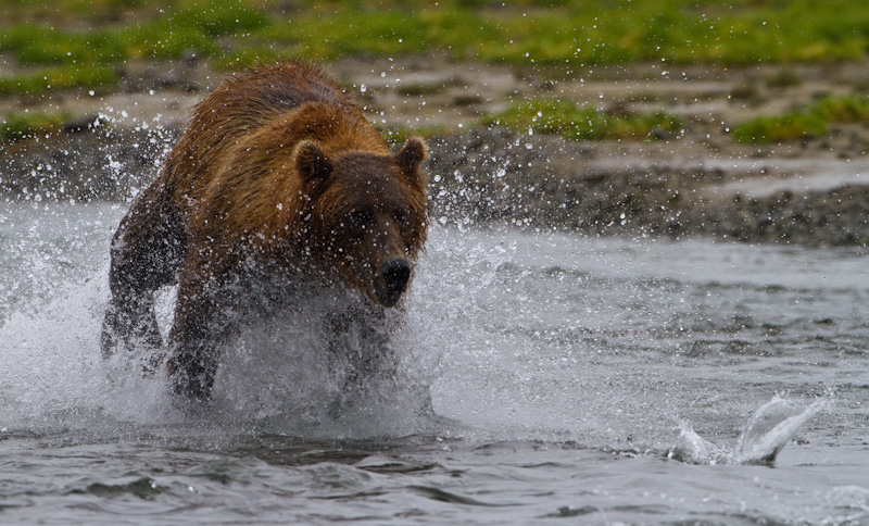 Grizzly Bear Chasing Salmon